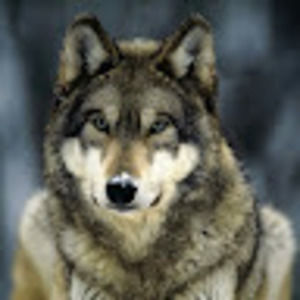 Meet your Posher, Jose